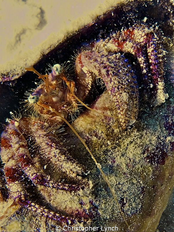 Starry eyed hermit crab in conch shell by Christopher Lynch 