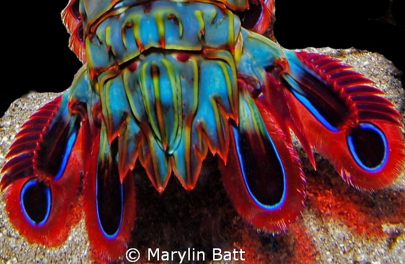 A Peacocks tail. (Peacock Mantis Shrimp) by Marylin Batt 