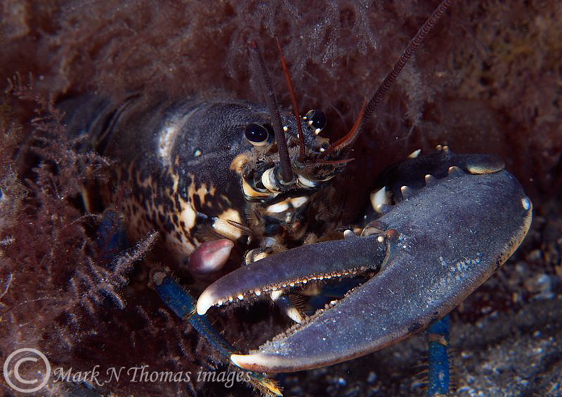One clawed lobster.
Trefor Pier, N. Wales. by Mark Thomas 