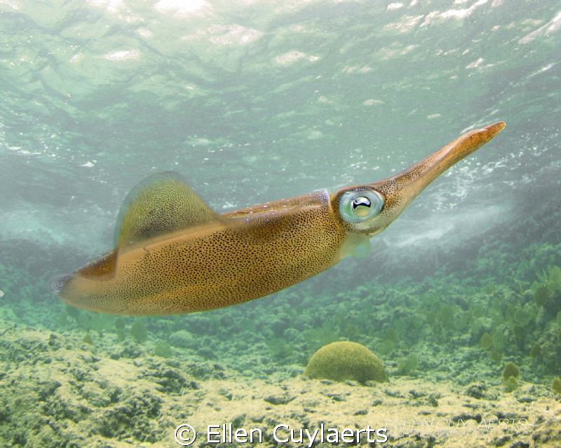 Look at my curves! Caribbean Reef Squid posing at the Ede... by Ellen Cuylaerts 