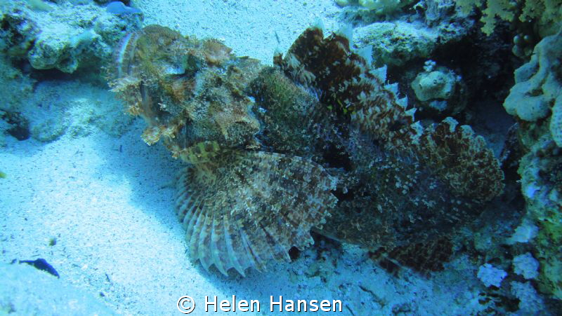 Stonefish by Helen Hansen 