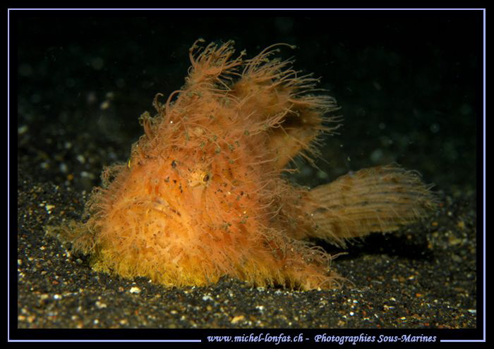 Hairy Frog Fish on the sand of Lembeh Strait.... by Michel Lonfat 