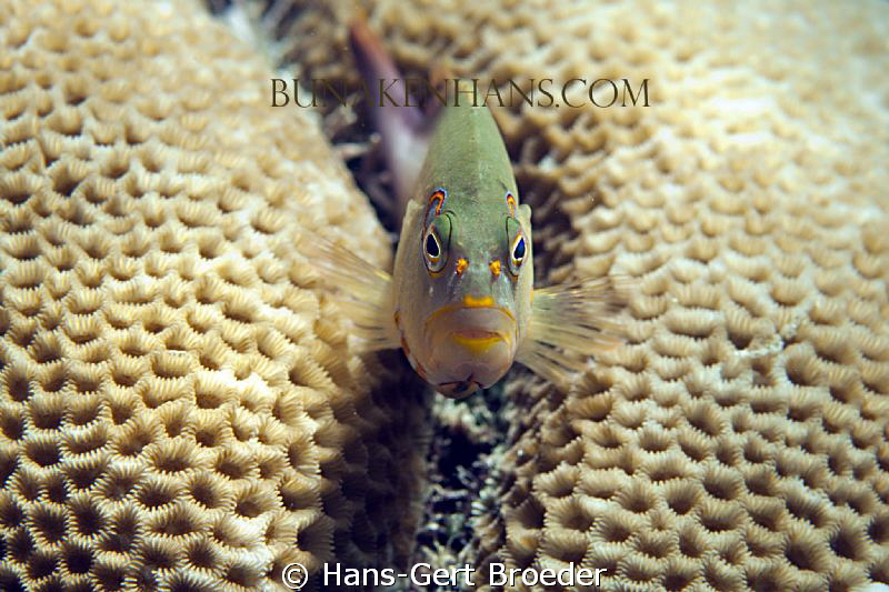 Hawkfish
Like Happy New Year
www.bunakenhans.com
Bunak... by Hans-Gert Broeder 