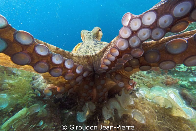 Octopus trying to take my camera by Giroudon Jean-Pierre 