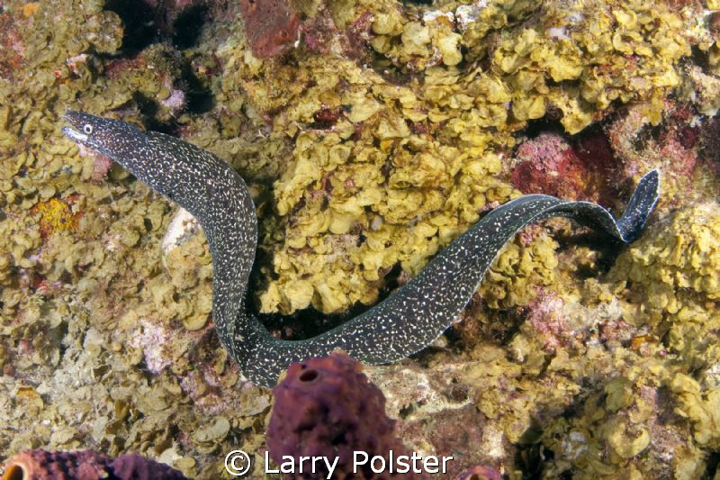 Spotted moray on the hunt by Larry Polster 