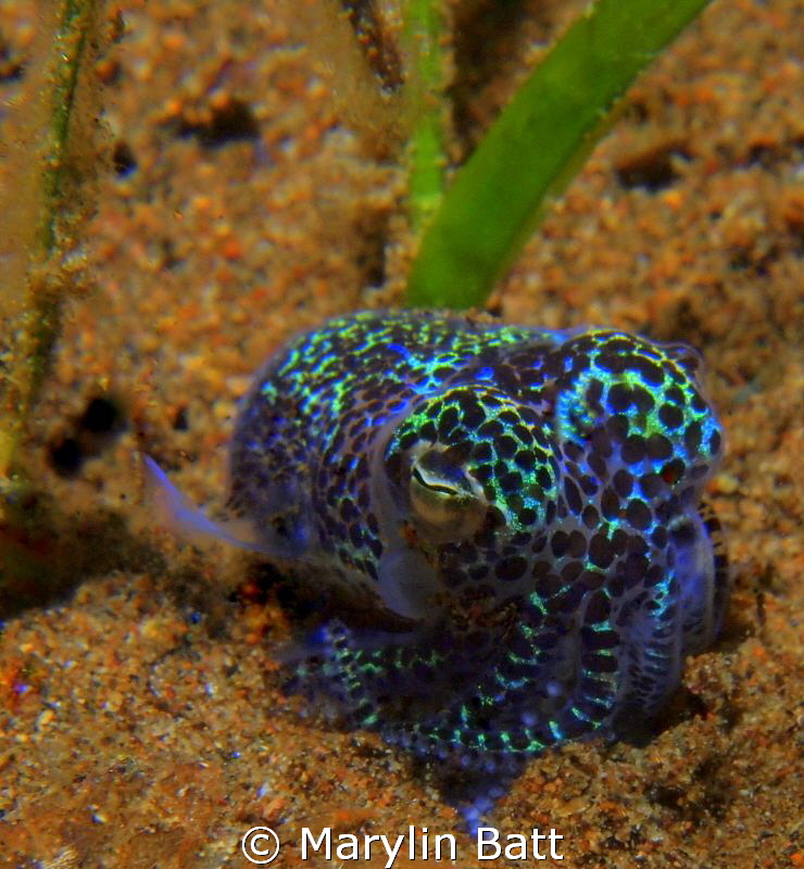 Bobtail Squid flasshing colors. by Marylin Batt 
