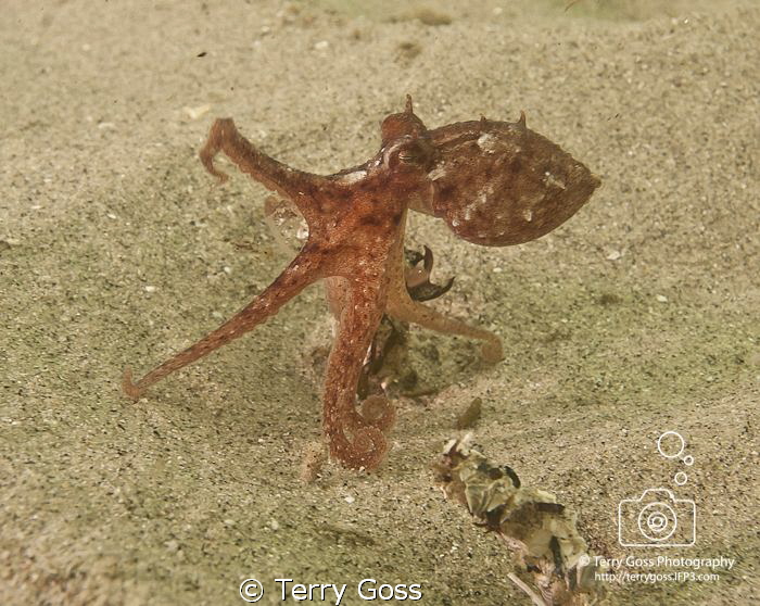 "Little Stretch" - a small (baby?) Octopus vulgaris, at t... by Terry Goss 