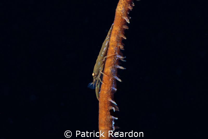 Wire coral shrimp.  Nikon 105 with SubSea 5X diopter. by Patrick Reardon 