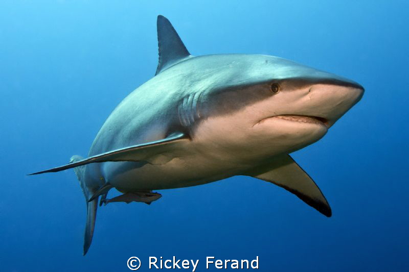 Female Caribbean Reef shark - Cara a Cara, Roatan, Honduras by Rickey Ferand 