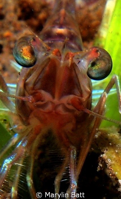 prawn species, looks really cool with his green eyes. by Marylin Batt 