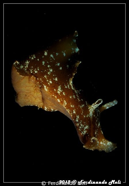 Swimming nudibranch by Ferdinando Meli 