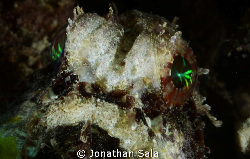 Juvenile Estuarine Stone Fish.... Sure fan of Bob Marley.... by Jonathan Sala 