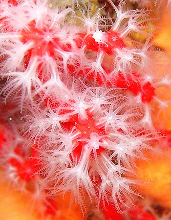 "Mediterranean's Coral" Scoglio del corallo-Argentario-It... by Lorenzo Maggi 