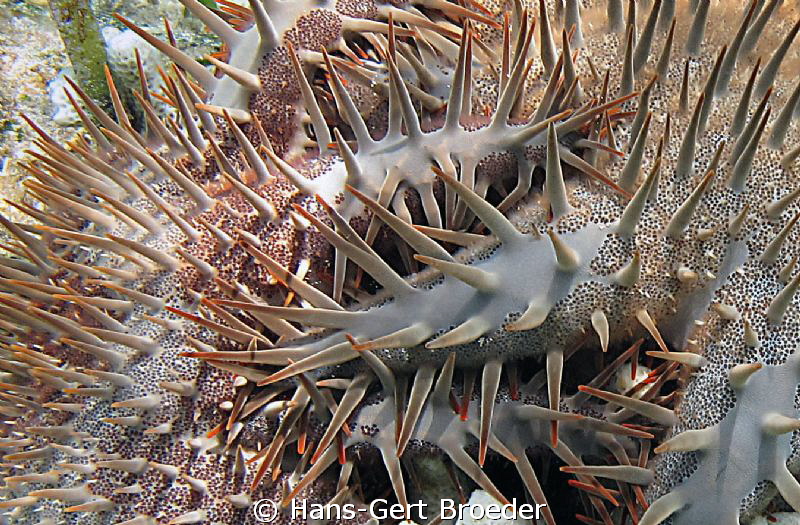 Thorn of Crowns
E.T.,our enemy
 Bunaken, Sulawesi, Indo... by Hans-Gert Broeder 