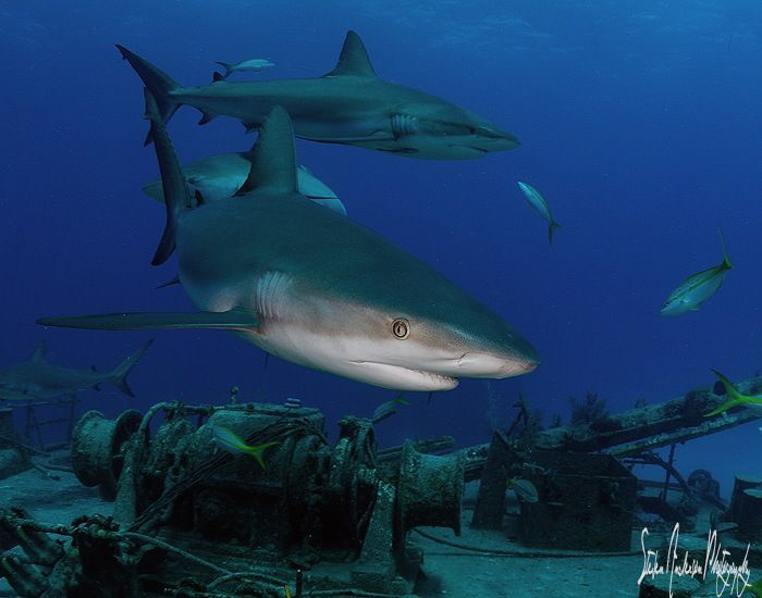 The Reef Sharks swarmed like they had not seen visitors i... by Steven Anderson 