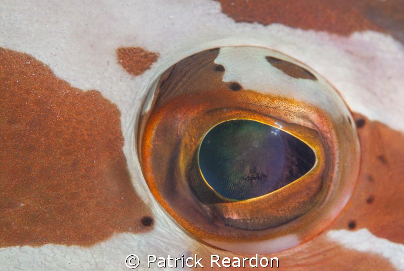 Nassau grouper eye.  Nikon 105 mm and SubSea 5X diopter. by Patrick Reardon 