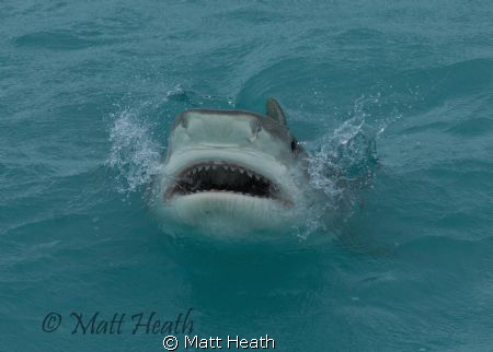 Tiger Shark Trying to Get a Fish at the Surface by Matt Heath 