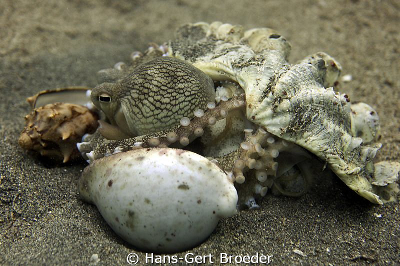 Coconut Octopus
Home,Sweet Home
Bunaken, Sulawesi, Indo... by Hans-Gert Broeder 