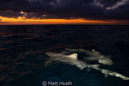 lemon sharks at sunrise by Matt Heath 