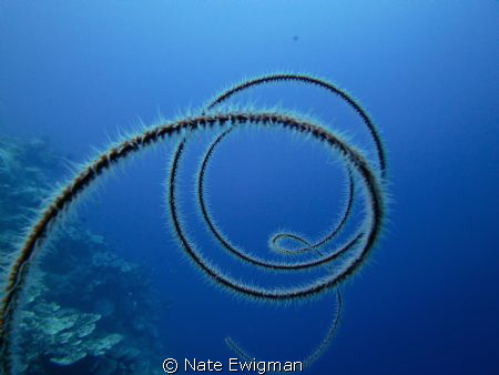 Spiral coral on E6 in Fiji. I wanted to convey the sense ... by Nate Ewigman 