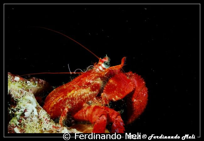 Hermit crab by Ferdinando Meli 