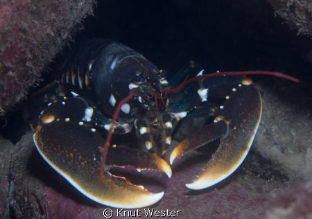 a lobster peeking out of its lair by Knut Wester 