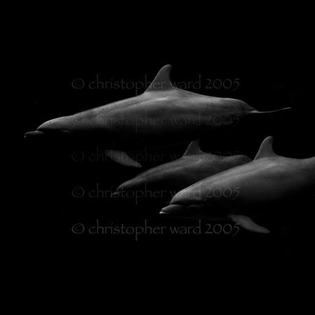 Florida. Atlantic dolphins circle 15' down. Natural light... by Christopher Ward 