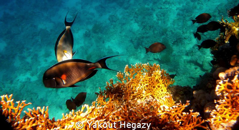 Sohal surgeonfish  &Fire coral by Yakout Hegazy 