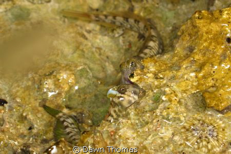 Mudskippers on the shore at Sharks Bay, Sharm El Sheikh, ... by Dawn Thomas 