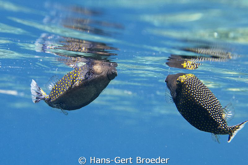 Boxfishes
Bullfighting for claims or ladies?
www.bunake... by Hans-Gert Broeder 