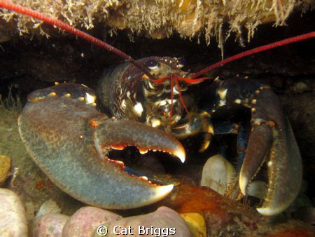 lobster hole by Cat Briggs 