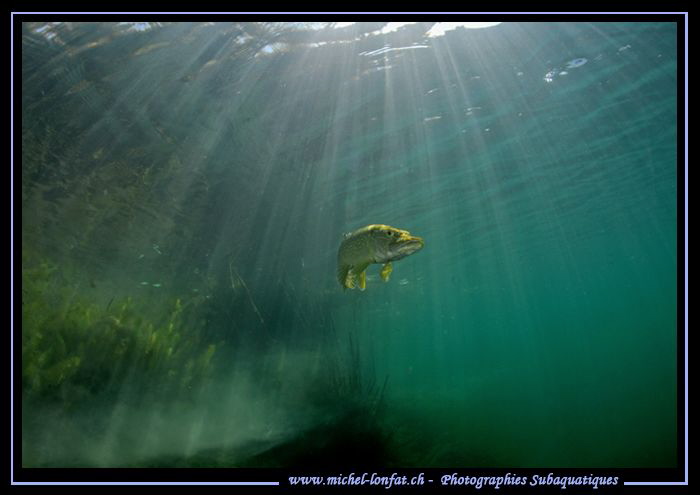 Sunlight on a Pike Fish... :O)... by Michel Lonfat 