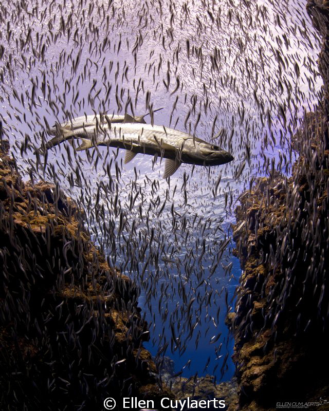 Tarpons and silversides in diver's paradise

First dive... by Ellen Cuylaerts 