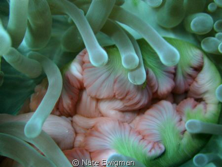 Anenome mouth abstract. ISO: 100, f/3.41, Exp: 1/60 sec. by Nate Ewigman 