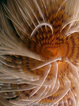 Feather duster worm by Carlos Ernesto 