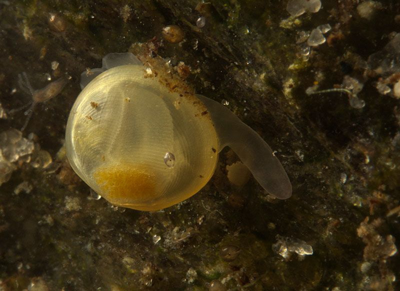 juvenile fingernail clam (3 mm)
moving around with its f... by Chris Krambeck 