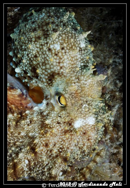 Excellent example of camouflage. Where is the octopus? by Ferdinando Meli 