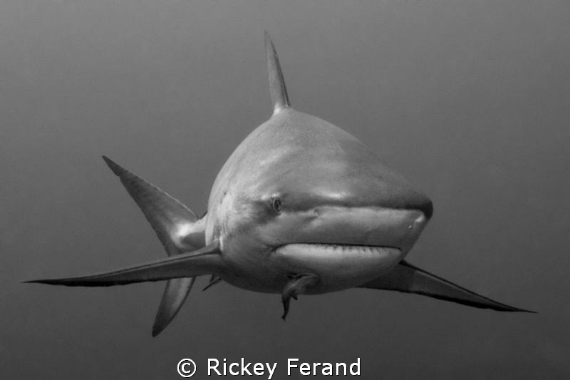 B/W Caribbean Reef Shark by Rickey Ferand 