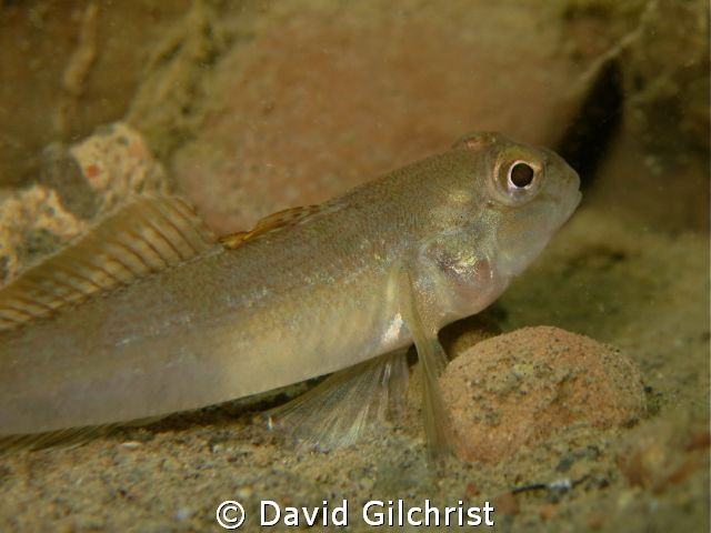 Goby sp.,Niagara River Night Dive by David Gilchrist 