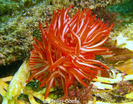 Anemone....Looks pretty enough to eat... by Philip Goets 