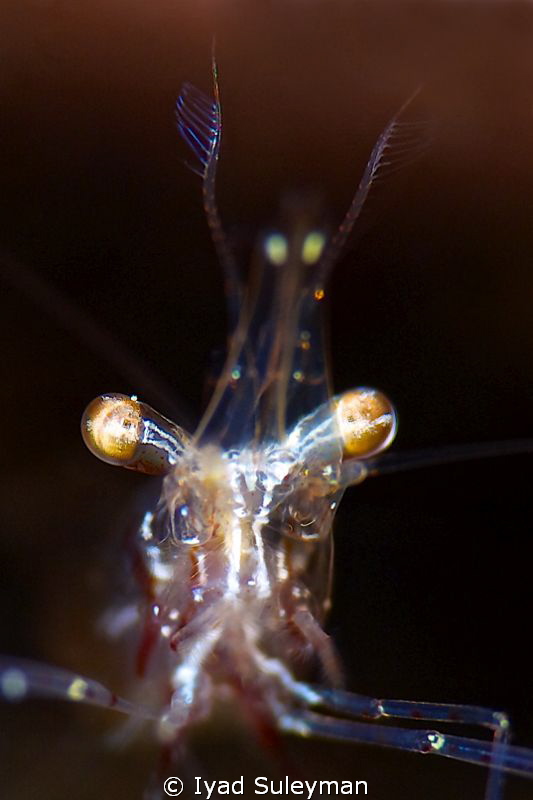 Shrimp Portrait
taken with Nikon D3s, 105mm macro lens, ... by Iyad Suleyman 