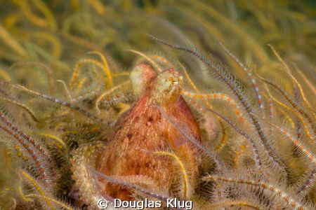 Multi-Legged Freaks! A pygmy octopus is surrounded by les... by Douglas Klug 