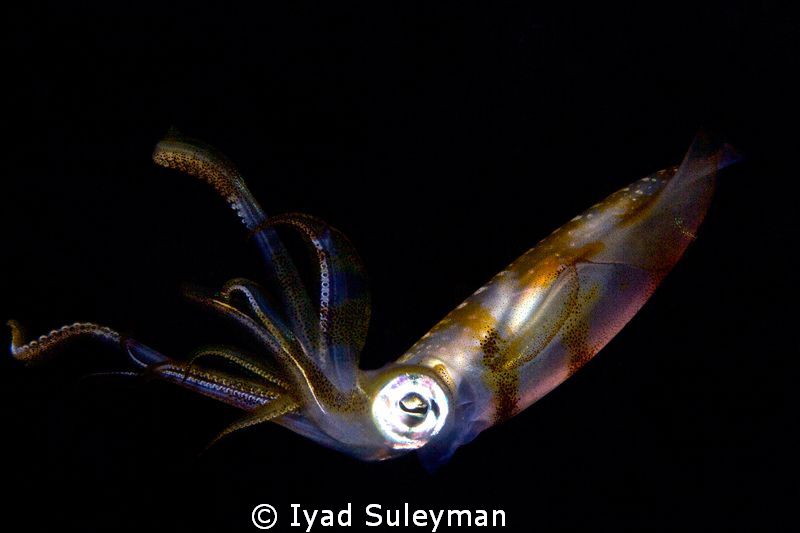 Squid. by Iyad Suleyman 