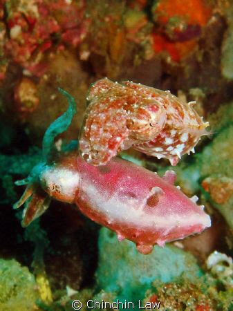 dwarf cuttlefish@lembeh straits by Chinchin Law 
