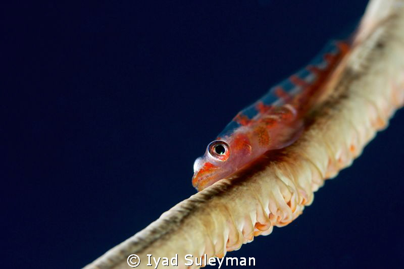 Whip Goby 
(photo is uncropped) by Iyad Suleyman 