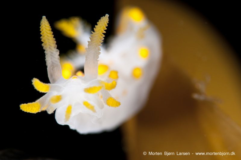 I waited until the nudi came to the edge of the leaf, so ... by Morten Bjorn Larsen 