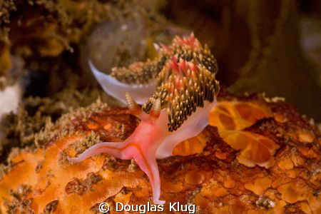 Color on color. A hiltons nudibranch cruises across a spo... by Douglas Klug 