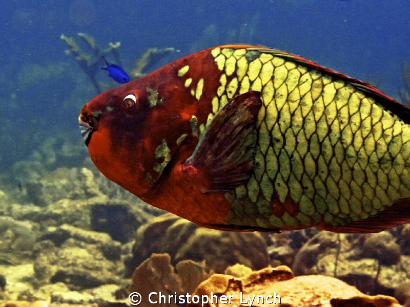 terminal phase stoplight parrot fish by Christopher Lynch 