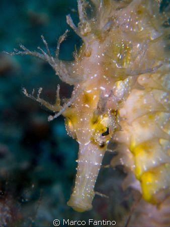 Happy seahorse.
Canon G12, UCL165, 2 x D2000 by Marco Fantino 