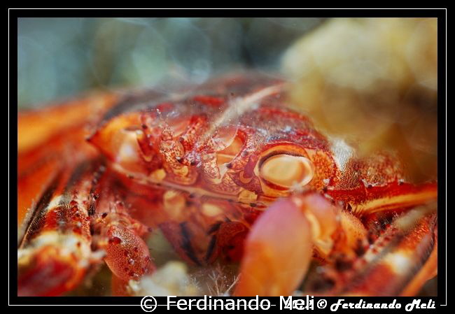 Predated crab by Ferdinando Meli 